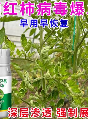 番茄病毒病防控花脸病西红柿展叶剂花叶病防控黄叶花叶小叶曲叶病