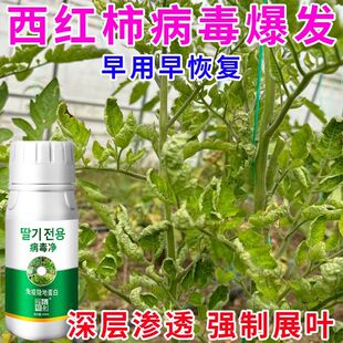 番茄病毒病防控花脸病西红柿展叶剂花叶病防控黄叶花叶小叶曲叶病