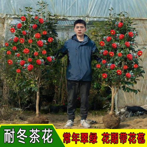 四季香妃山茶花苗带苞易活盆栽