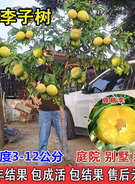 嫁接蜂糖李树苗脆甜脱骨李西梅果树盆栽地栽庭院四季种植李子