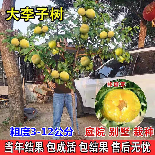 嫁接蜂糖李树苗脆甜脱骨李西梅果树盆栽地栽庭院四季种植李子