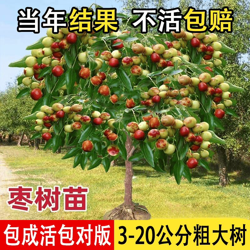 枣树活苗带土球大枣超甜冰糖冬枣葫芦潘枣树活苗南方北方庭院果树