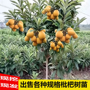 枇杷树果苗嫁接大五星白玉枇杷苗大树庭院盆栽地栽南北方当年结果