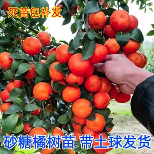 沙糖桔树苗地栽盆栽南方北方种植橘子树苗柑桔果树果苗嫁接砂糖橘