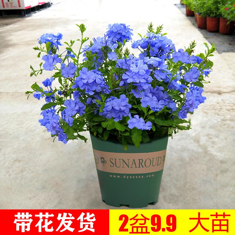 蓝雪花苗盆栽大苗棒棒糖攀爬藤植物特大兰雪花带花苞阳台