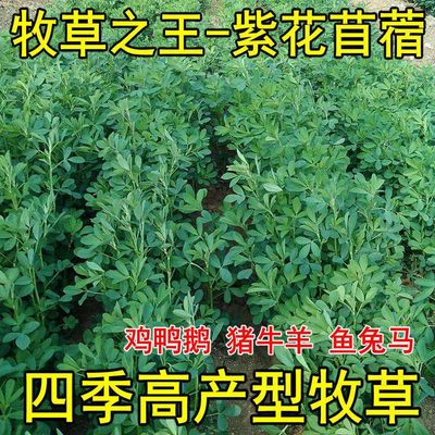 紫花苜蓿草种籽多年生牧子四