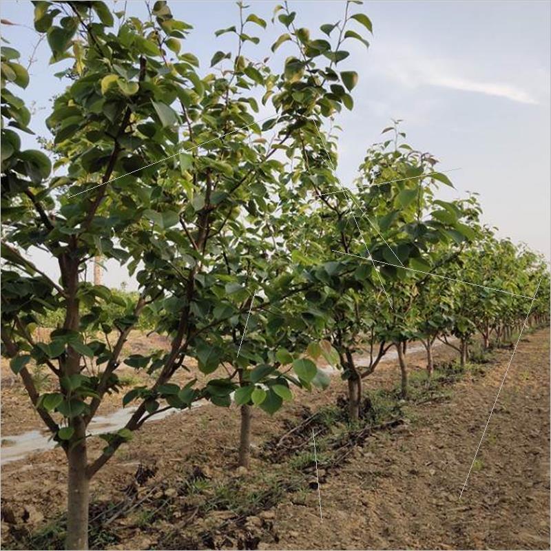 嫁接梨树果苗带土南北方种植翠冠梨砀山梨秋月黄金梨特大庭院果树