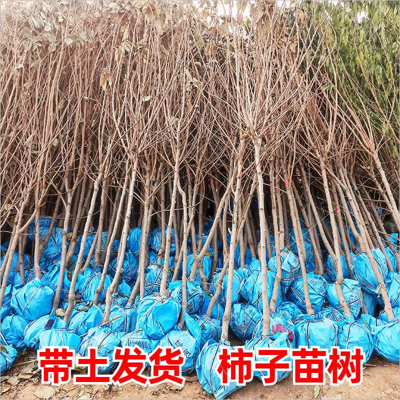 特大柿子树带土老桩古柿富平牛心脆甜柿子苗树南北方种植庭院果树