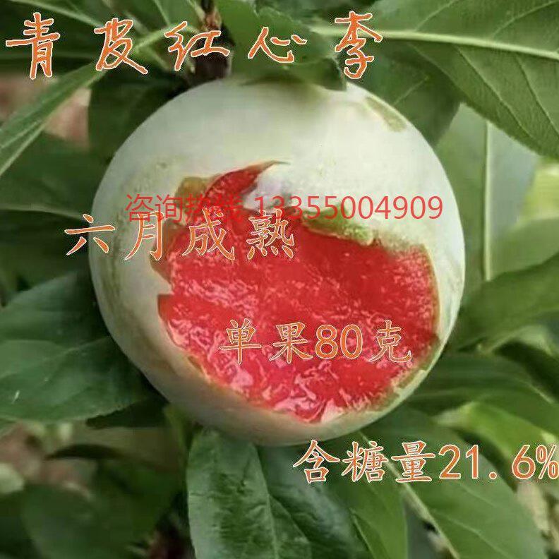 新品种嫁接李子树苗 青皮红心李子苗  南方北方种植当年结果苗