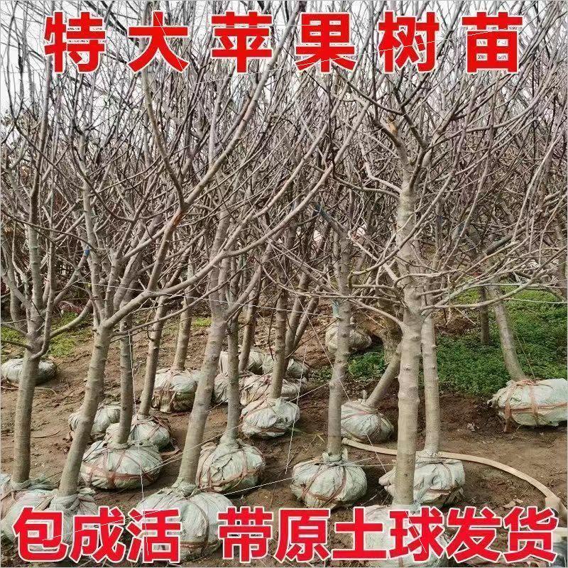 苹果树果苗嫁接矮化红富士冰糖心小鸡心果南北方盆栽庭院种植果树 鲜花速递/花卉仿真/绿植园艺 果树 原图主图