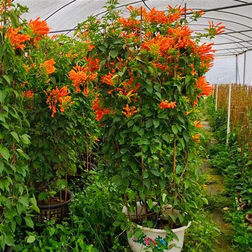 爬藤植物炮仗花苗盆栽四季常绿爬藤植物攀爬庭院围墙垂吊鞭炮花苗