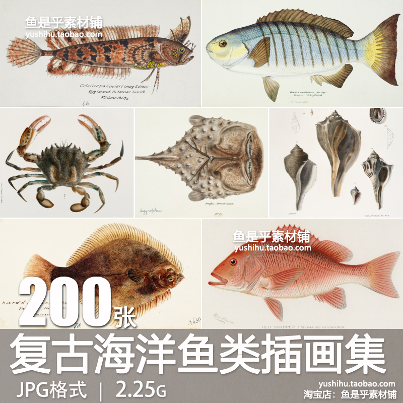 复古海洋鱼类插图集海鲜水产生物插画美术参考临摹手账电子版素材