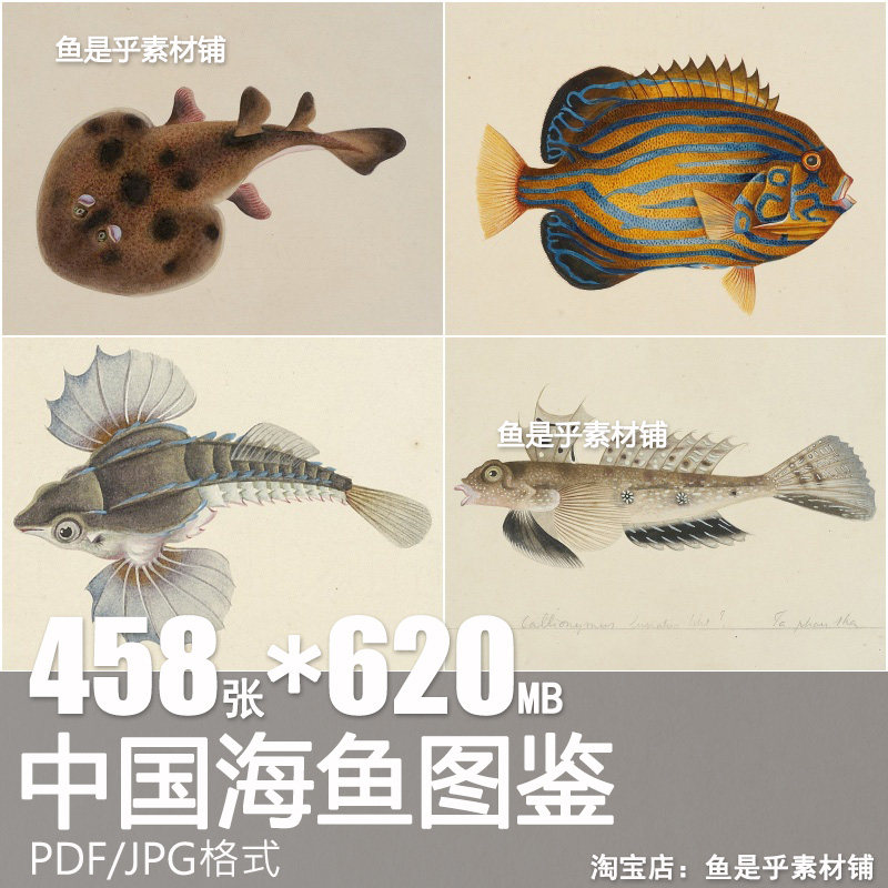 中国海鱼图鉴 自然科学海洋生物鱼类虾蟹百科手绘博物画图片素材,商务/设计服务,设计素材/源文件,淘宝优惠券,粉丝福利购,淘宝优惠卷