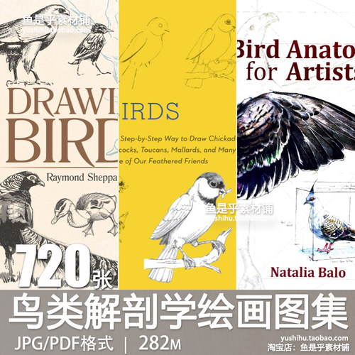 鸟类解剖学动物绘画教程步骤结构特征骨骼肌肉羽毛线稿参考素材图