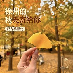 徐州市树邳州银杏叶秋天限定手工制作装饰品创意礼物100片装