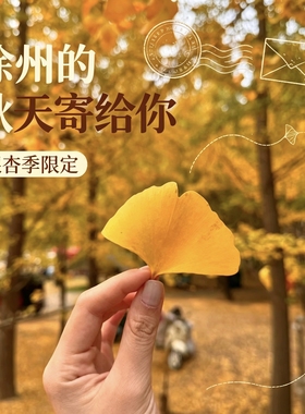 徐州市树邳州银杏叶秋天限定手工制作装饰品创意礼物100片装