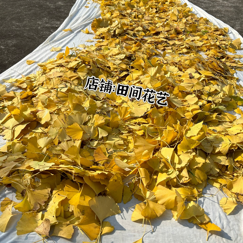 天然真树叶落叶枫叶梧桐叶枯树叶装饰diy干树叶创意标本拍照贴画图片
