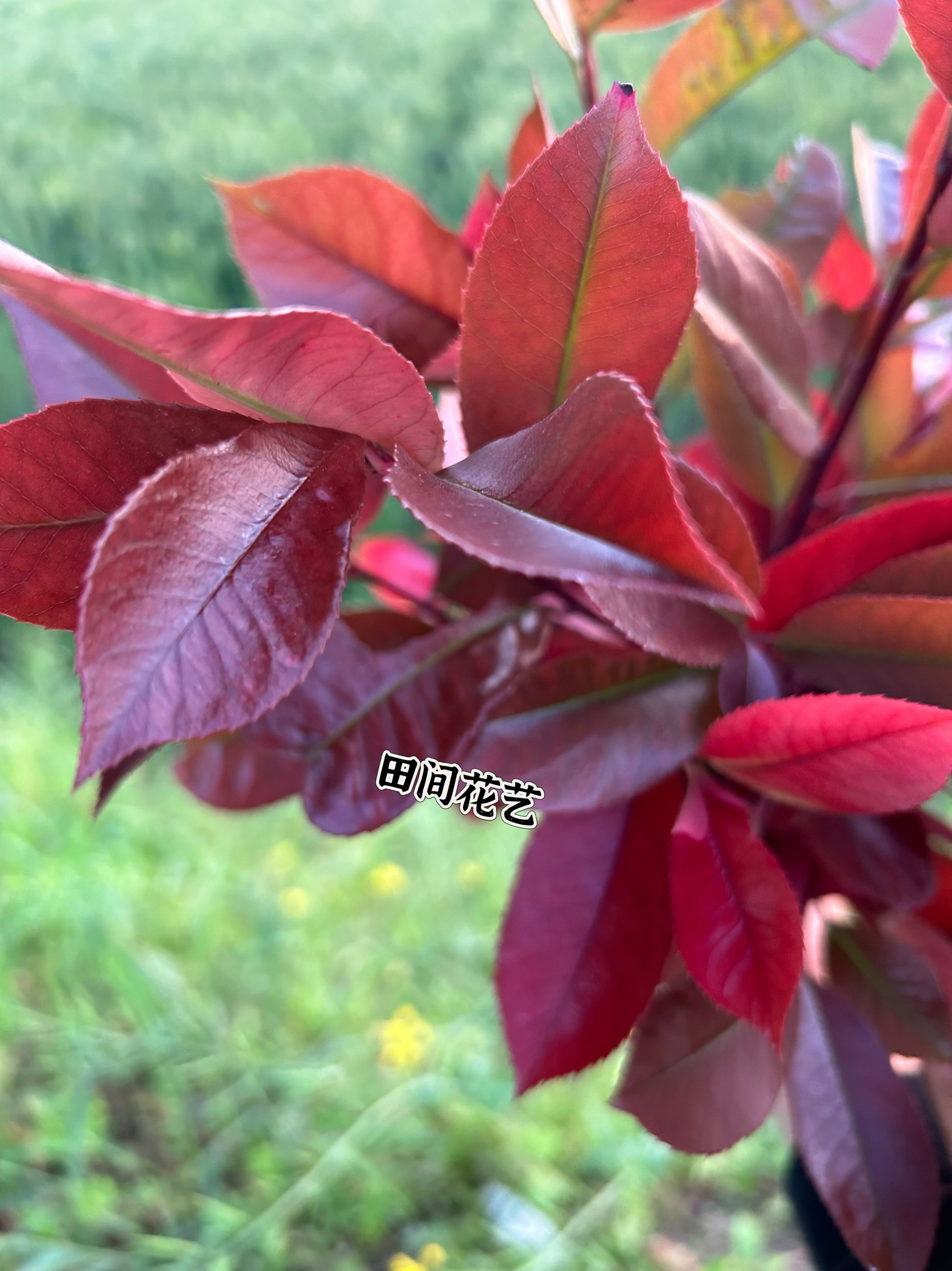 彩色樟树叶红色树叶手工花叶子落叶橱窗装饰拍摄道具真叶子diy