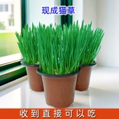 四季 猫草已长好盆栽已种好小麦种子水培化毛球片幼猫咪零食去毛球