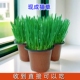 四季 猫草已长好盆栽已种好小麦种子水培化毛球片幼猫咪零食去毛球