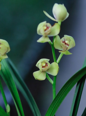 建兰荷瓣铭品兰花苗君临天下花期6到11月份花卉绿植盆栽