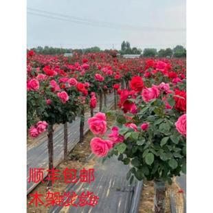 树桩月季 开花别墅庭院高档盆景花卉 花苗带花植物玫瑰大花浓香四季