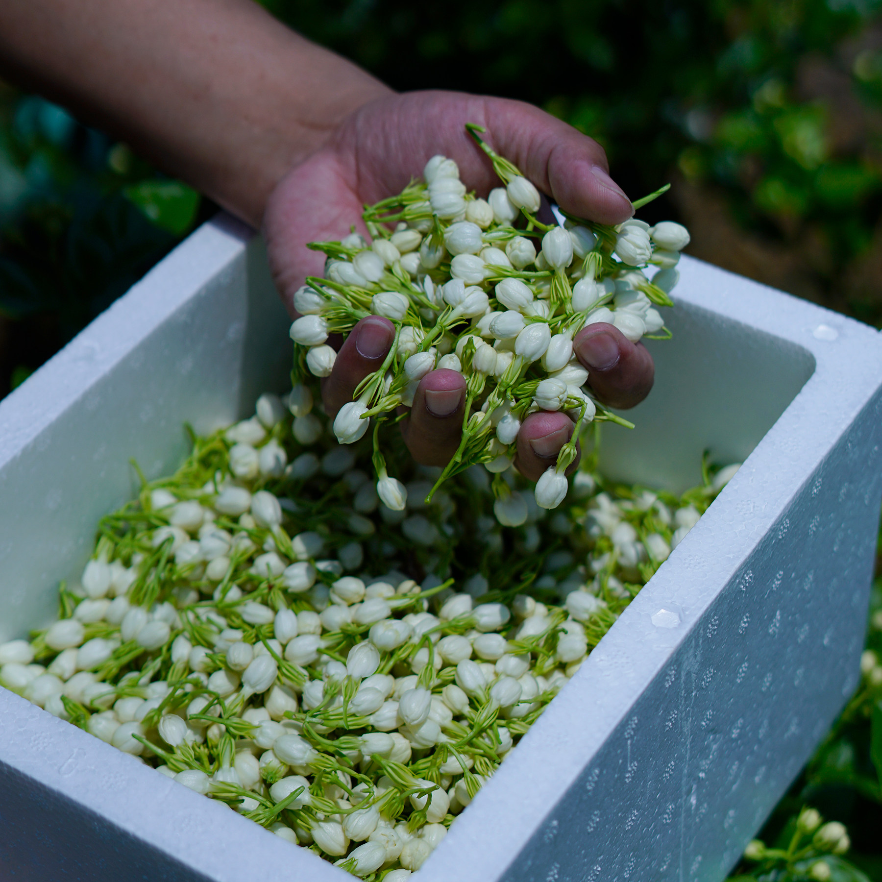 茉莉花鲜花广西横县现摘