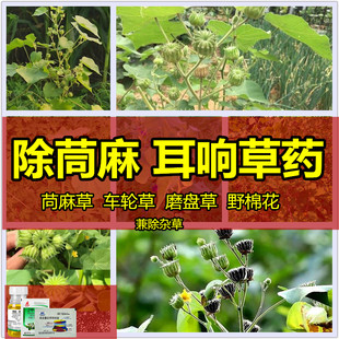 除茼麻除草剂除耳响草除草烂根剂除车轮草磨盘草野棉花草用什么药