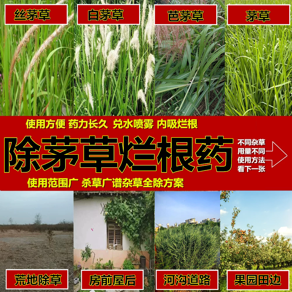 打芭茅丝茅草白茅烂根除草剂开荒地果园田坎除各种杂草烂根除草药