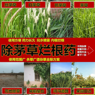 打芭茅丝茅草白茅烂根除草剂开荒地果园田坎除各种杂草烂根除草药