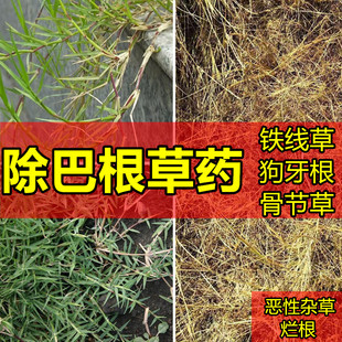 巴根草除草剂抓根草用什么药能除铁线草果园巴根草狗牙根除草烂根
