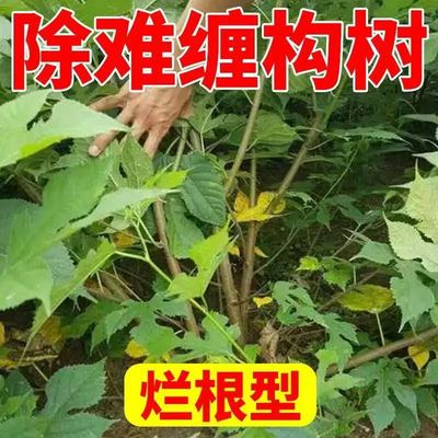 烂根除野构树除灌木除杂灌除络石藤蔓除葛藤爬藤除野枸杞烂除草剂