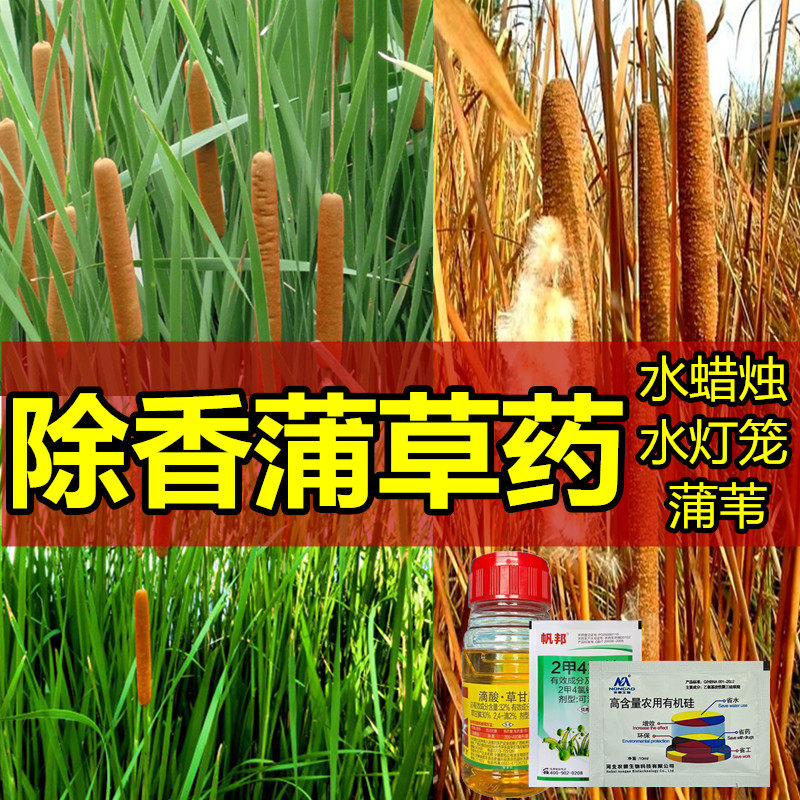 除香蒲草水蜡烛香肠草野茭白用什么蒲草除草剂烂根荒地水沟除蒲草 - 实物图