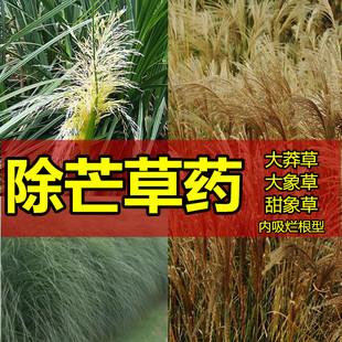 除芒草杀芒草除草剂除牛筋草除狗尾草除巴根草除冰草烂根除草剂