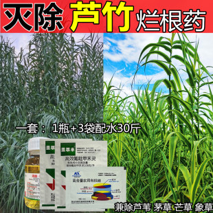 杀芦竹烂根药灭除芦竹的药芦竹芦苇除草剂芒草甜象草芦竹烂根除草