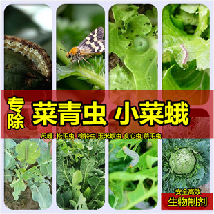 青菜菜园专杀菜青虫小菜蛾玉米螟尺蠖苹果树食心虫棉铃虫杀虫剂药