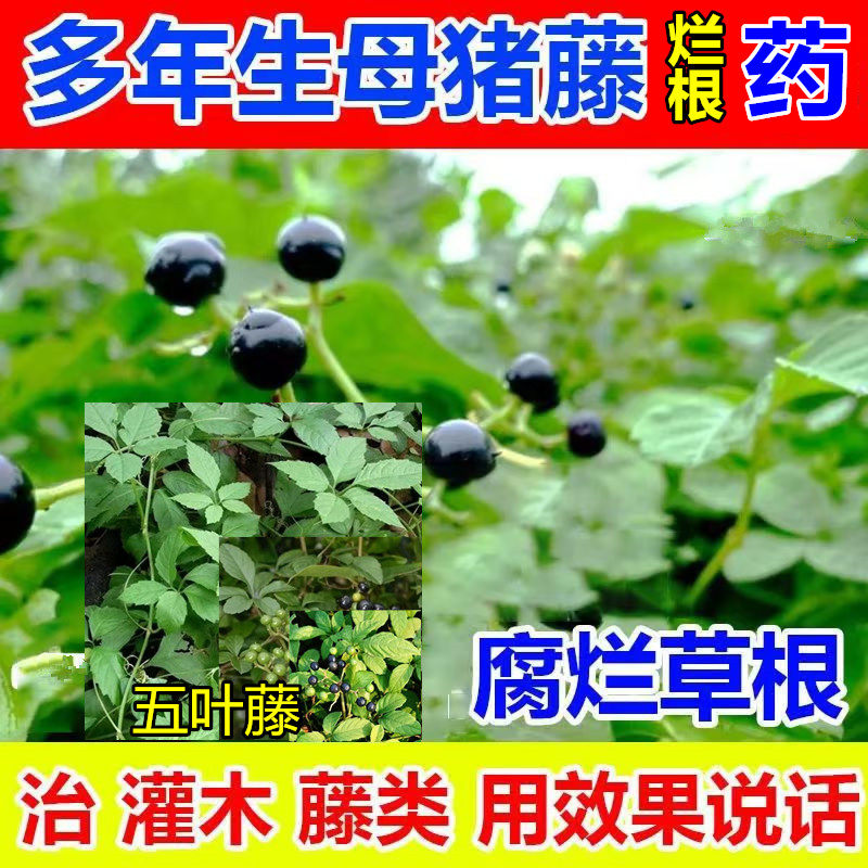 除母猪藤烂根药五爪龙络石藤葛藤阔叶草除草烂根剂药杂草全除农药