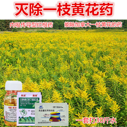 灭除一枝黄花药除加拿大一枝黄花除草剂什么药除一枝黄花除草烂根