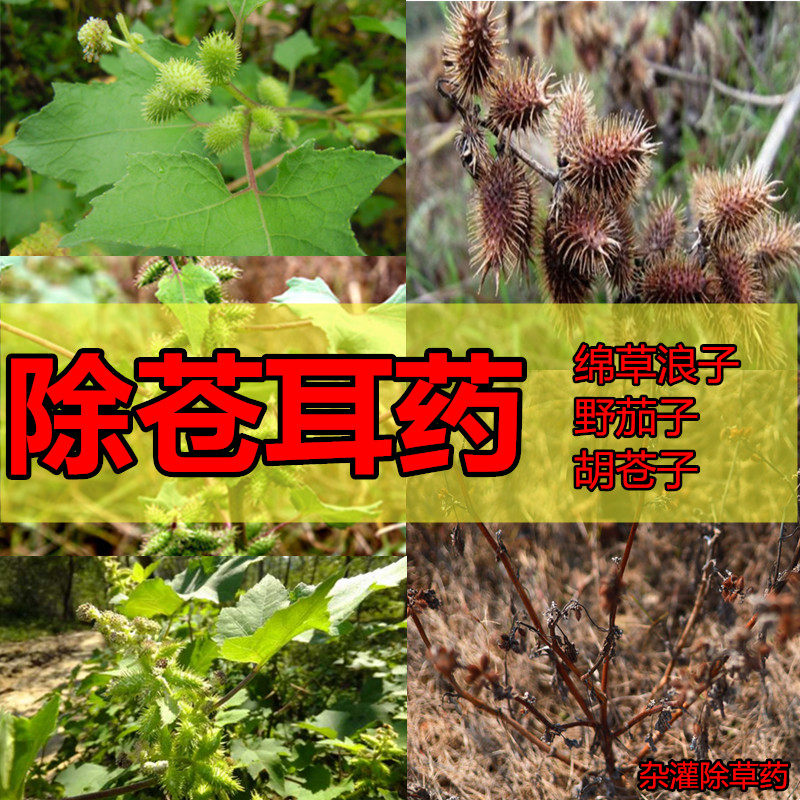 除苍耳烂根药除棉草浪子用什么药能除苍耳野茄子胡苍子除草剂苍耳