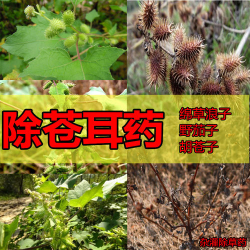 除苍耳烂根药除棉草浪子用什么药能除苍耳野茄子胡苍子除草剂苍耳