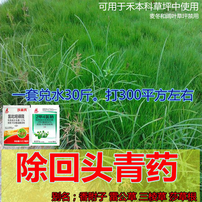 草坪中除回头青香附子雷公草三棱草莎草除草剂台湾草马尼拉狗牙根