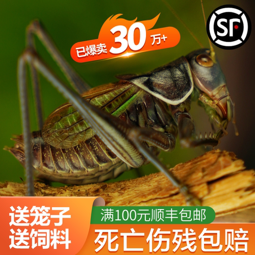 家养蝈蝈活虫包活到家十年养殖场