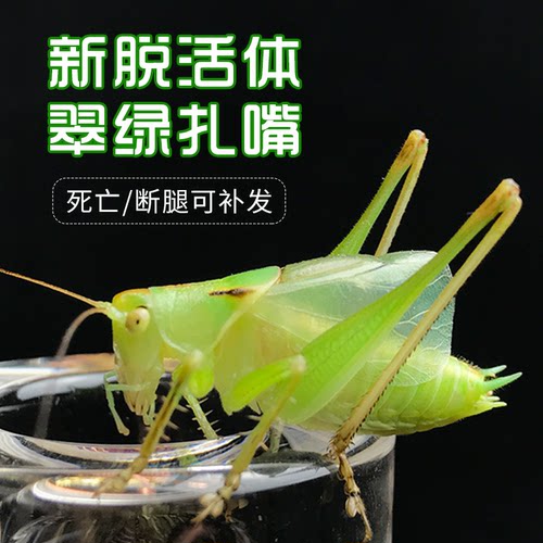 扎嘴鸣虫活体包死亡断腿