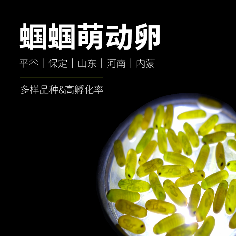 蝈蝈卵翡翠绿孵化宠物活体蝈蝈籽蝈蝈幼虫蝈蝈萌动卵学生宠物鸣虫,宠物/宠物食品及用品,爬宠缸/箱,淘宝优惠券,粉丝福利购,淘宝优惠卷