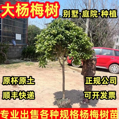 浙江嫁接东魁杨梅树苗耐寒南方北方种植果树苗当年杨梅苗