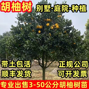 正宗胡柚树果苗 常山胡柚苗 嫁接柚子树苗甜柚蜜柚子果树当年结果