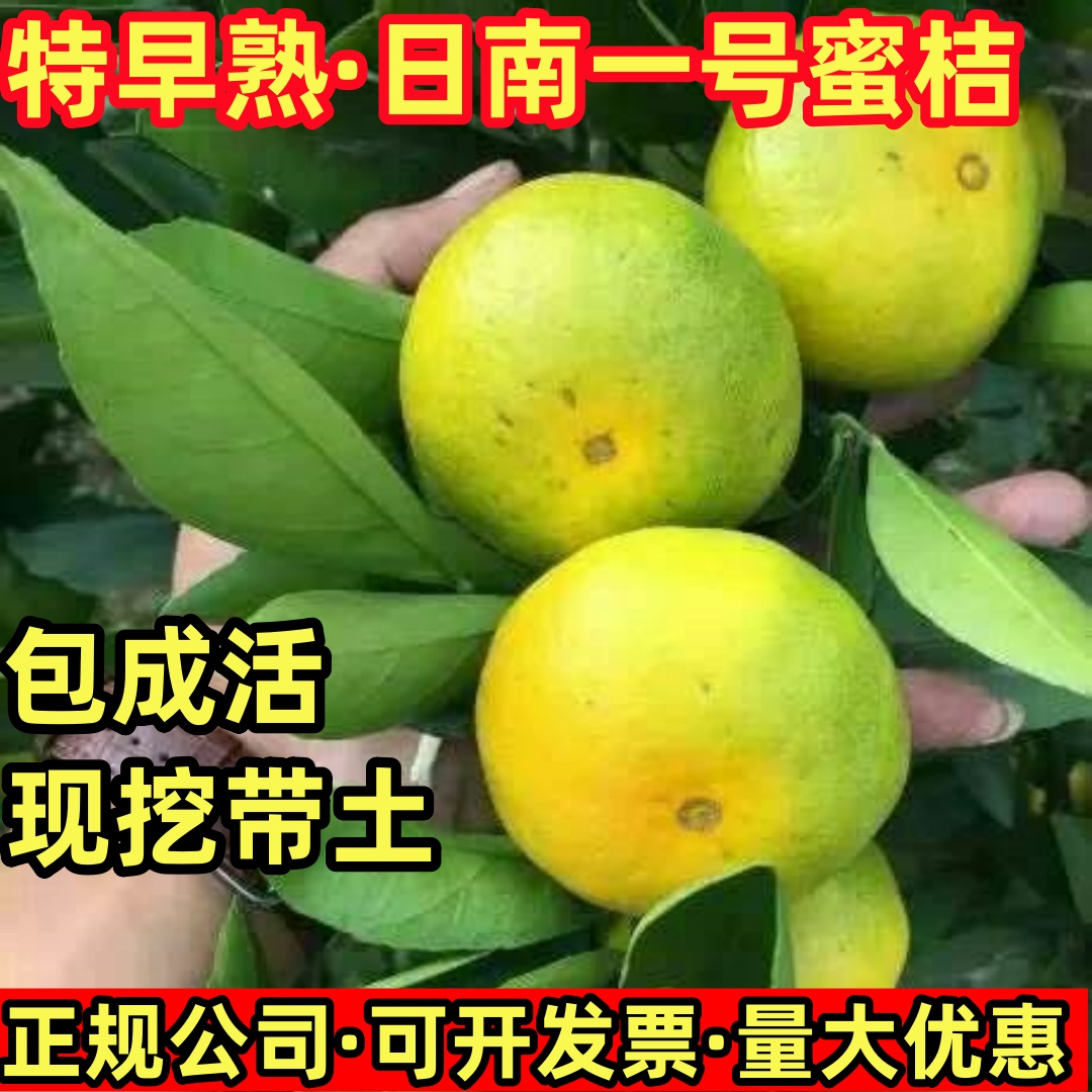 特早熟蜜桔树苗庭院别墅种植