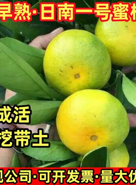 特早熟蜜桔树苗庭院别墅种植