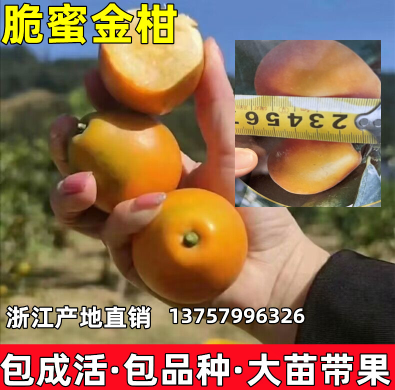 融安特大果脆皮滑皮金桔果树苗嫁接苗脆蜜金柑苗南方北方带果盆栽