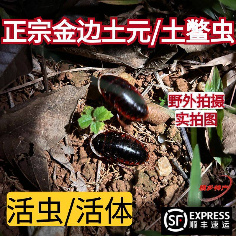 活体金边土元活虫金边土鳖虫活的中药材接骨中药作用土元虫